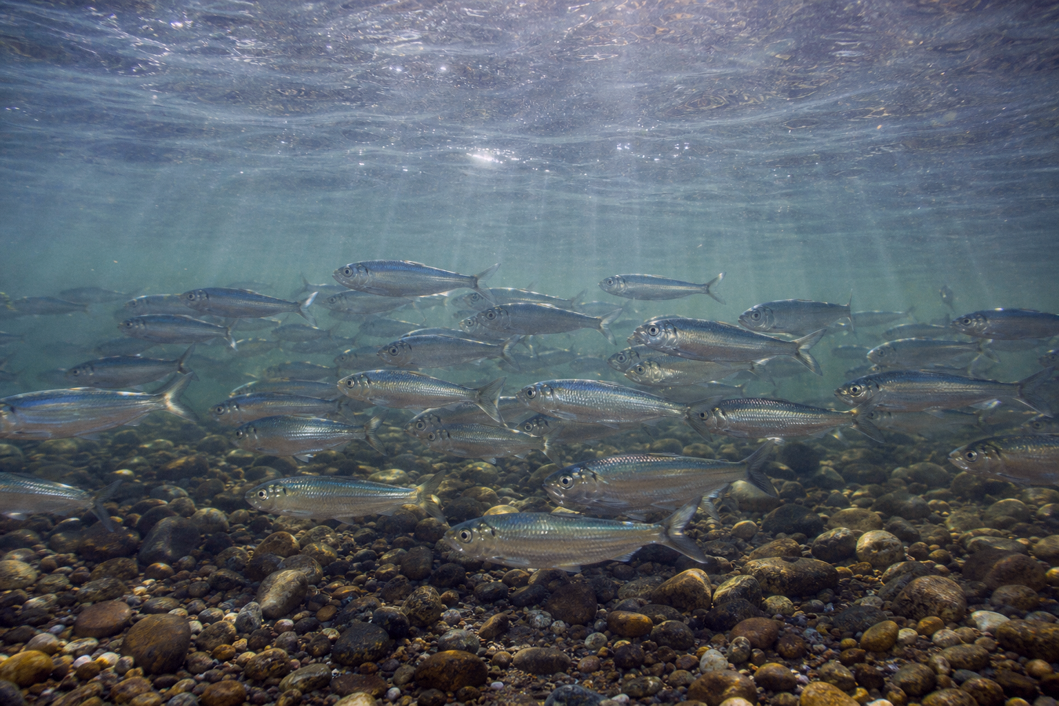 Alewife and Blueback Herring