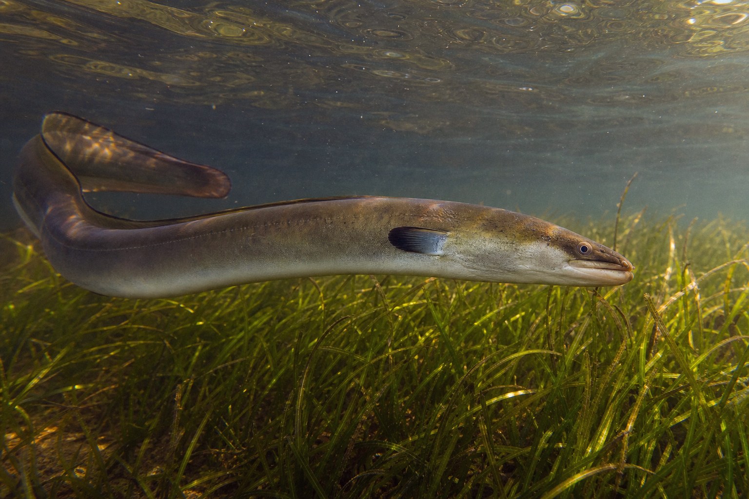 American Eel
