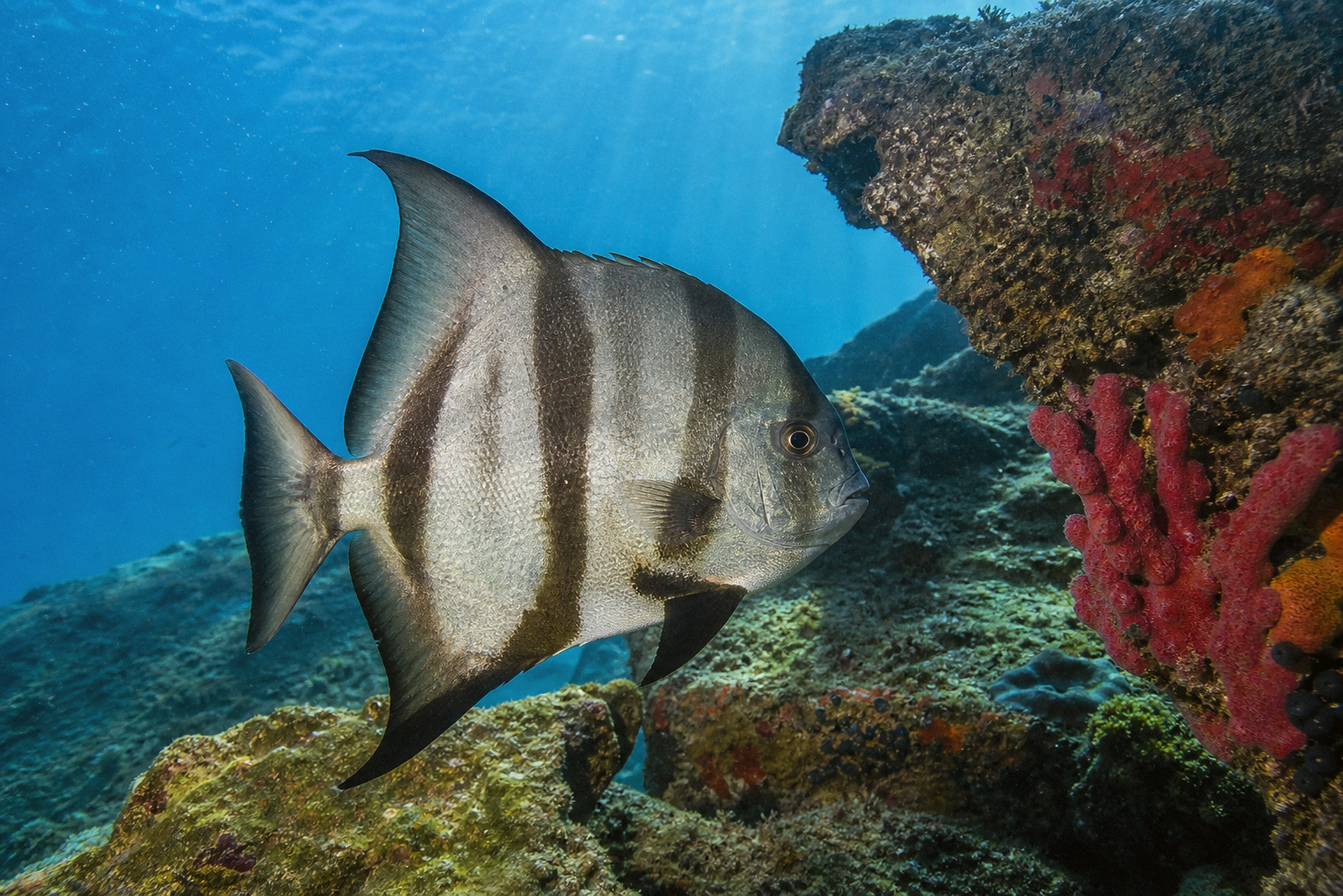 Atlantic Spadefish