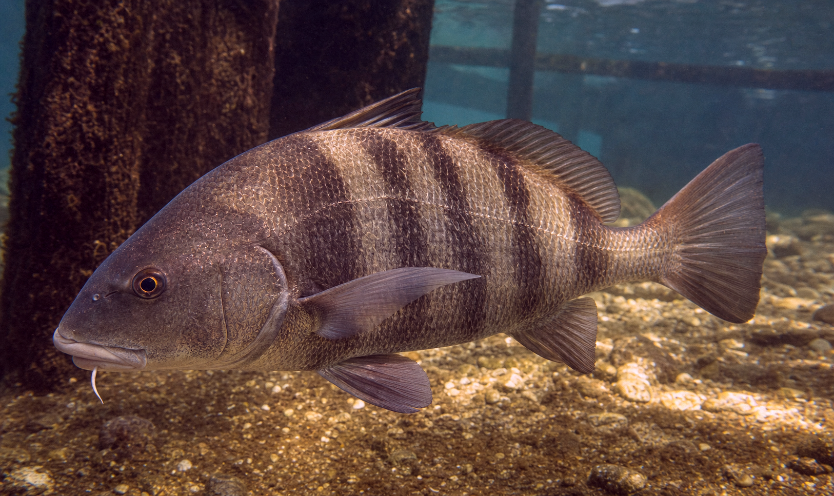 Black Drum