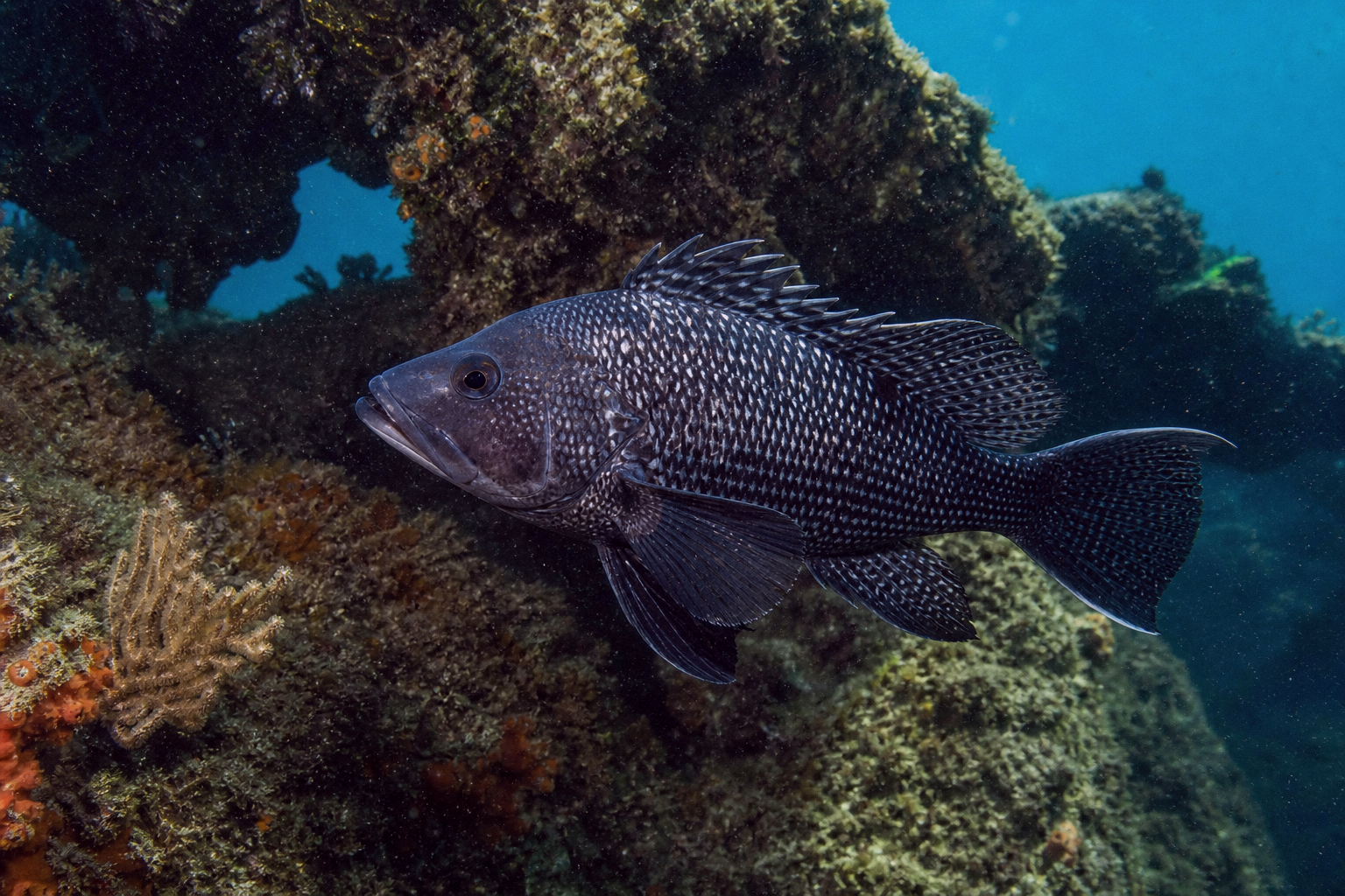 Black Sea Bass