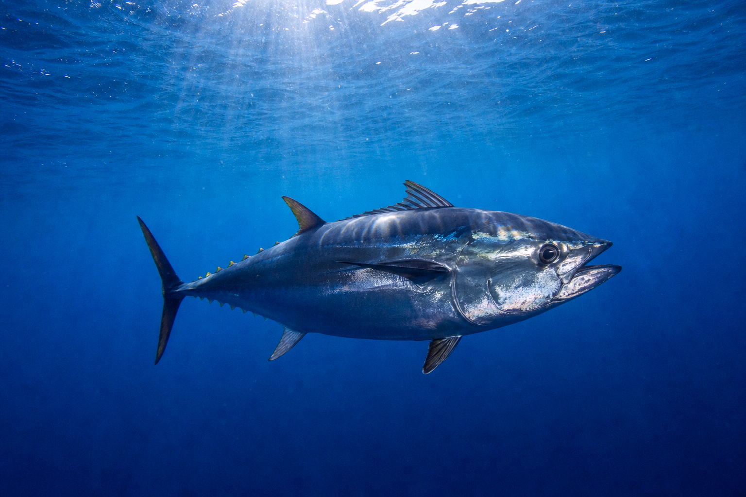 Blackfin Tuna