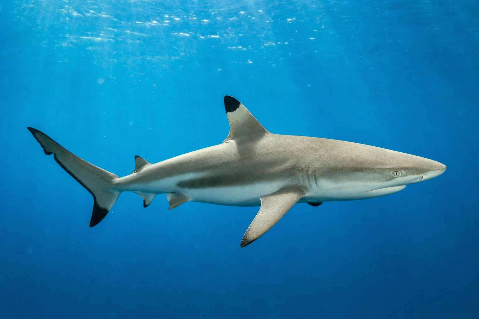 Blacktip Shark