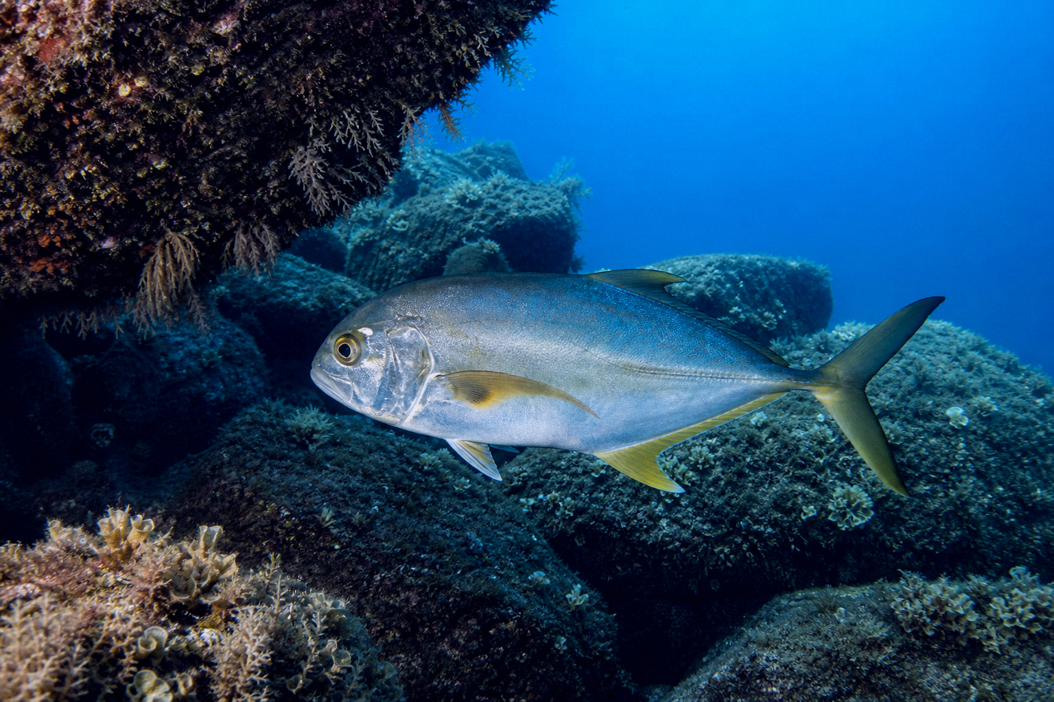 Blue Runner
