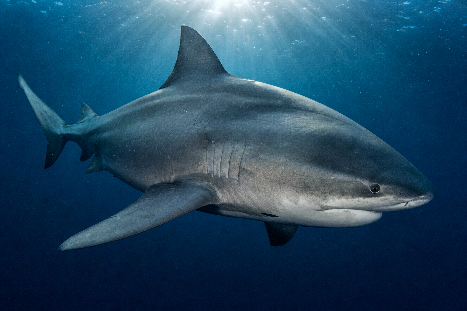 Bull Shark