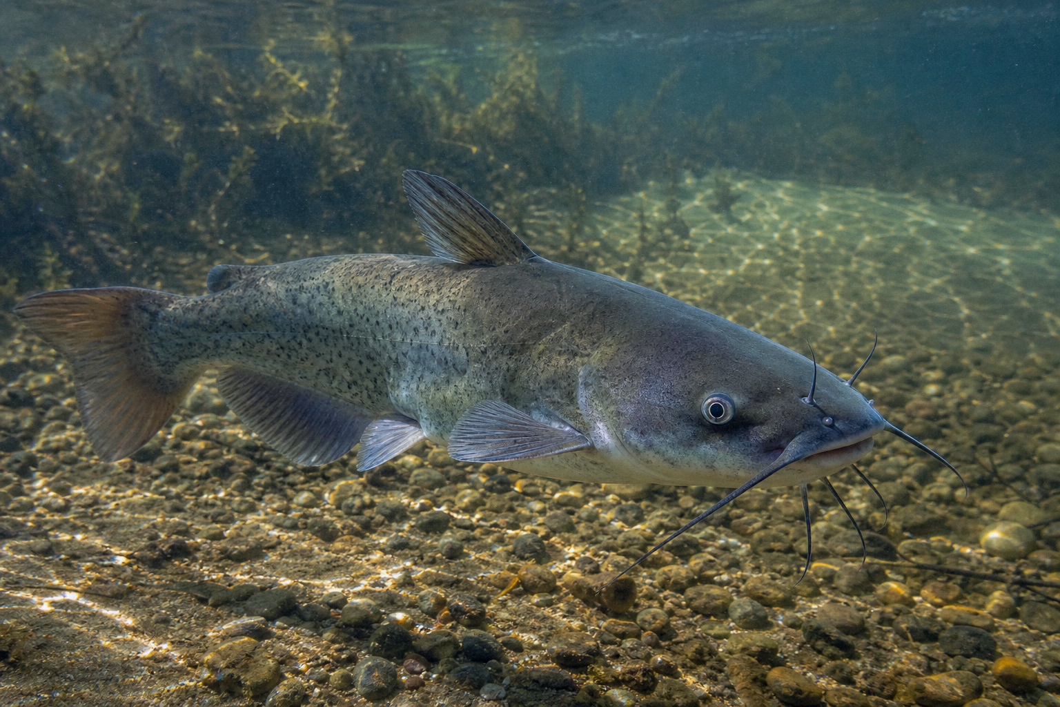 Channel Catfish