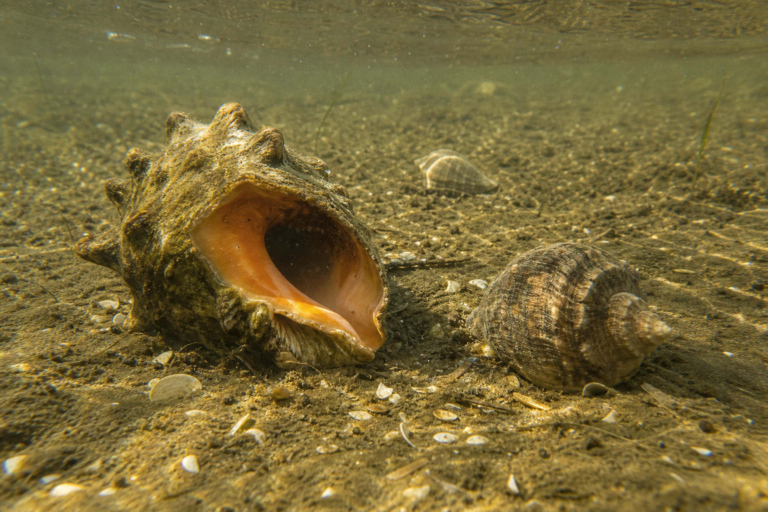 Conchs and Whelks