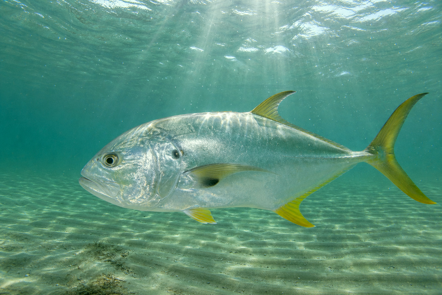 Crevalle Jack
