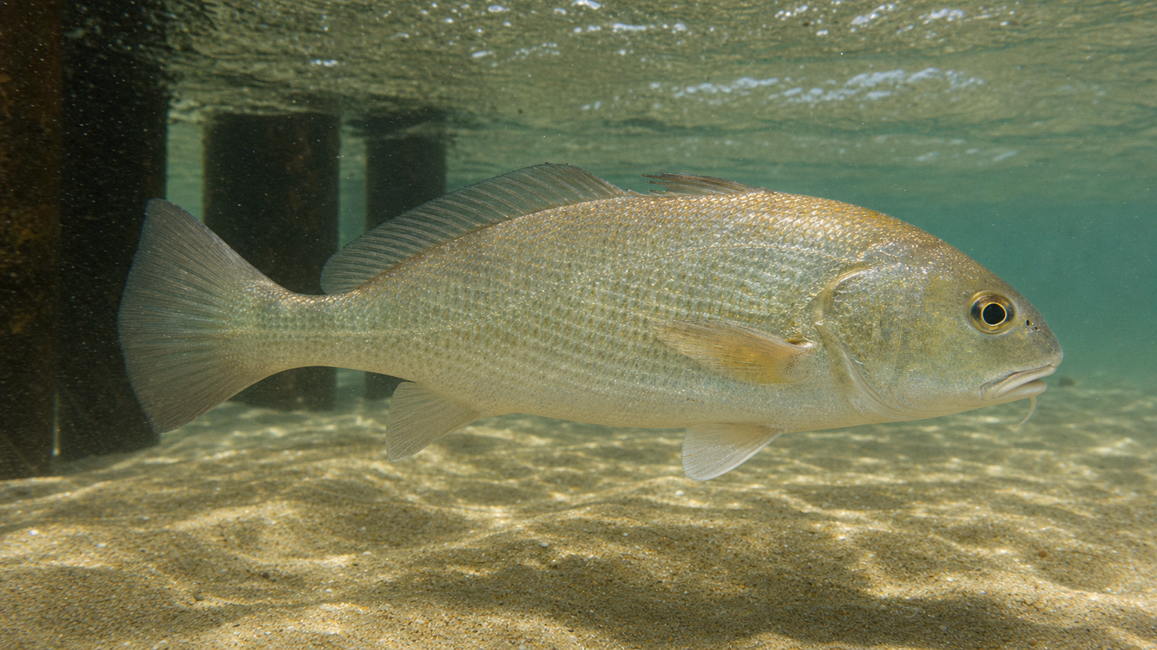 Atlantic Croaker