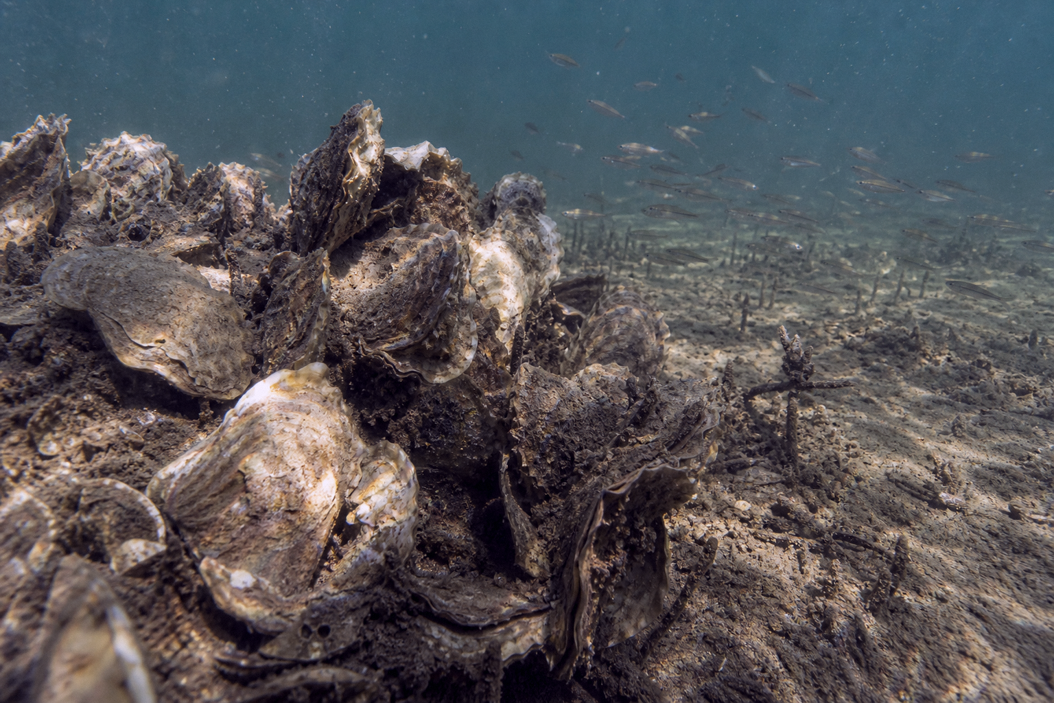 Eastern Oyster