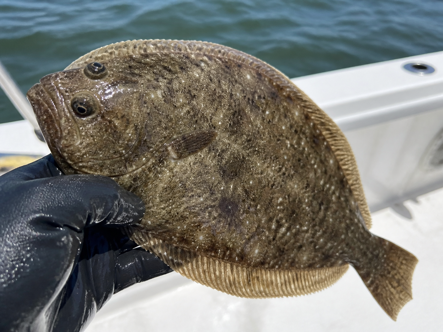 Flounder