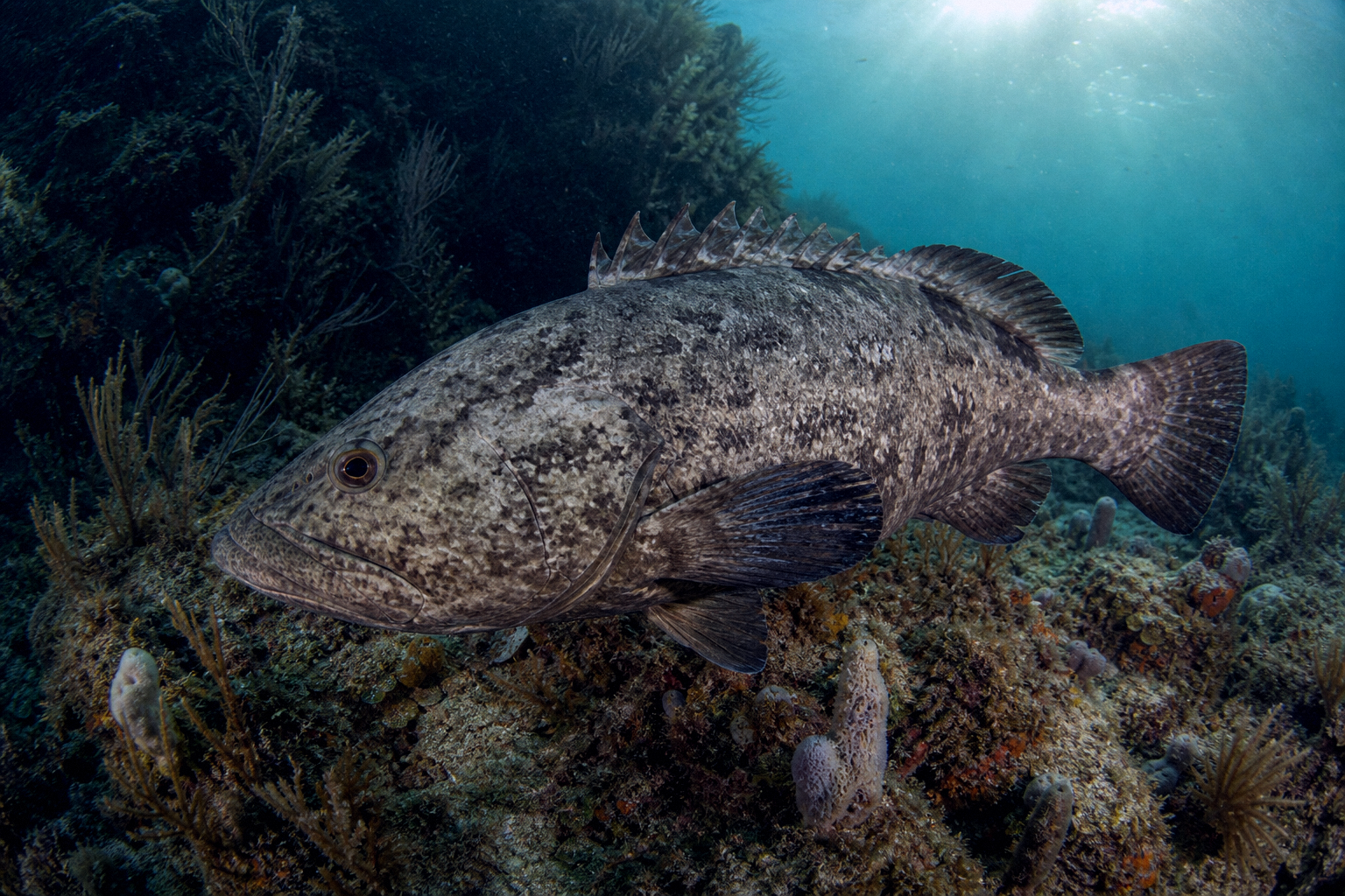 Gag Grouper