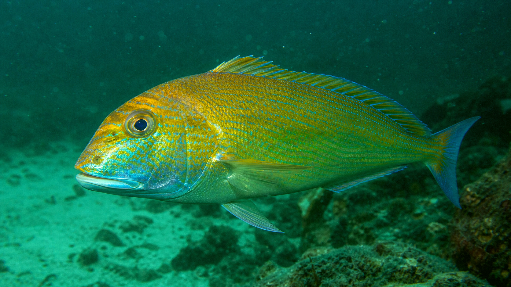 Golden Tilefish