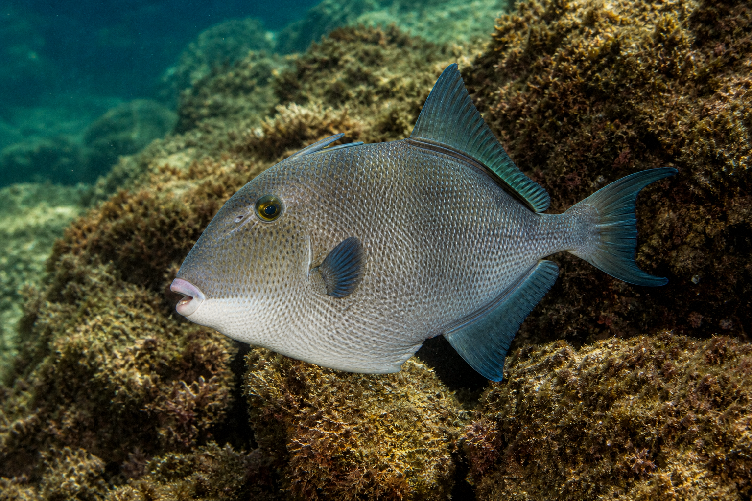 Gray Triggerfish