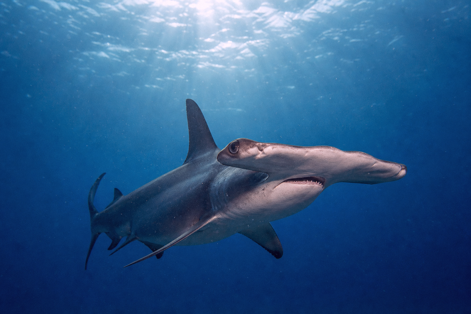 Hammerhead Shark (Great, Scalloped, Smooth)