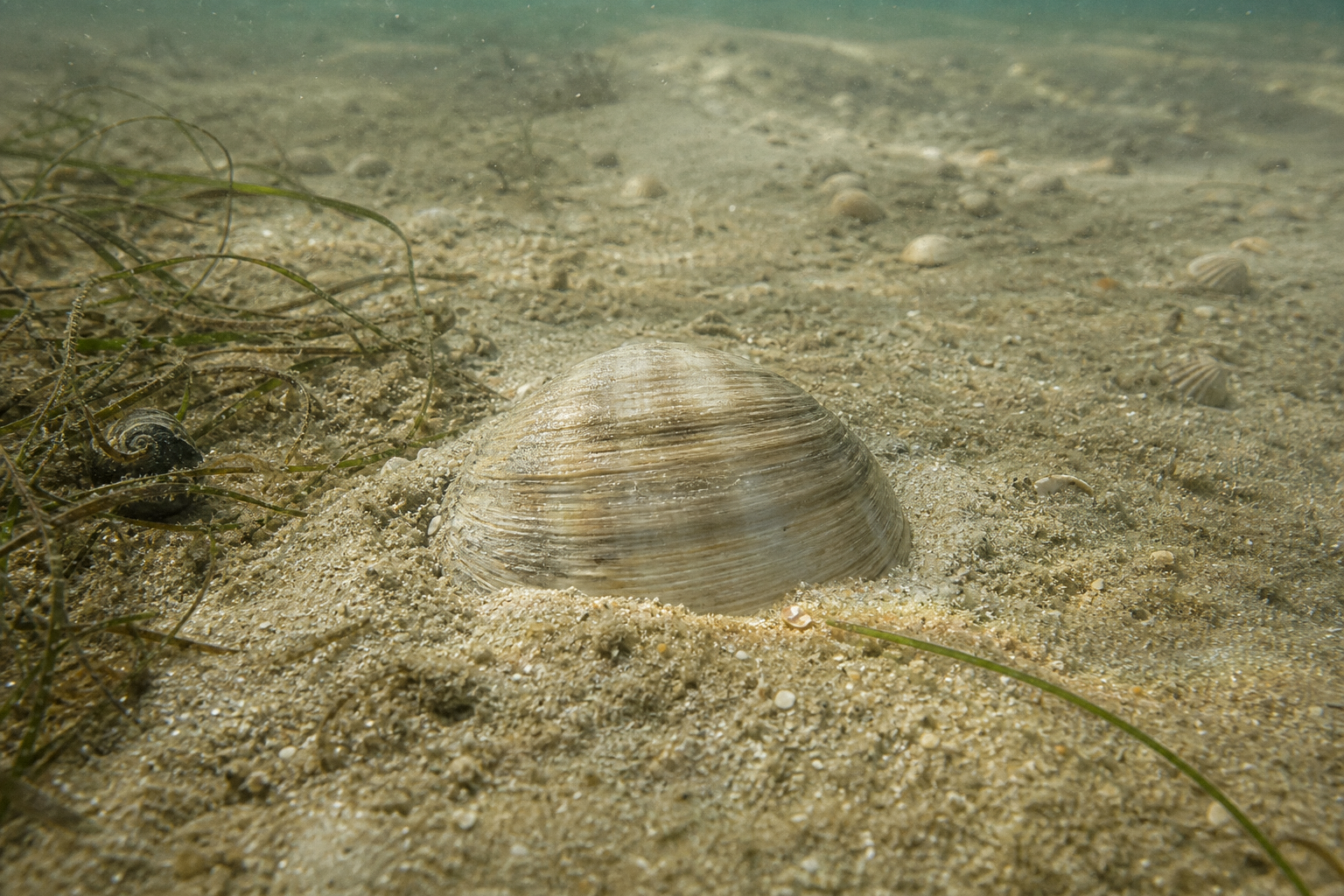 Hard Clam/Quahog