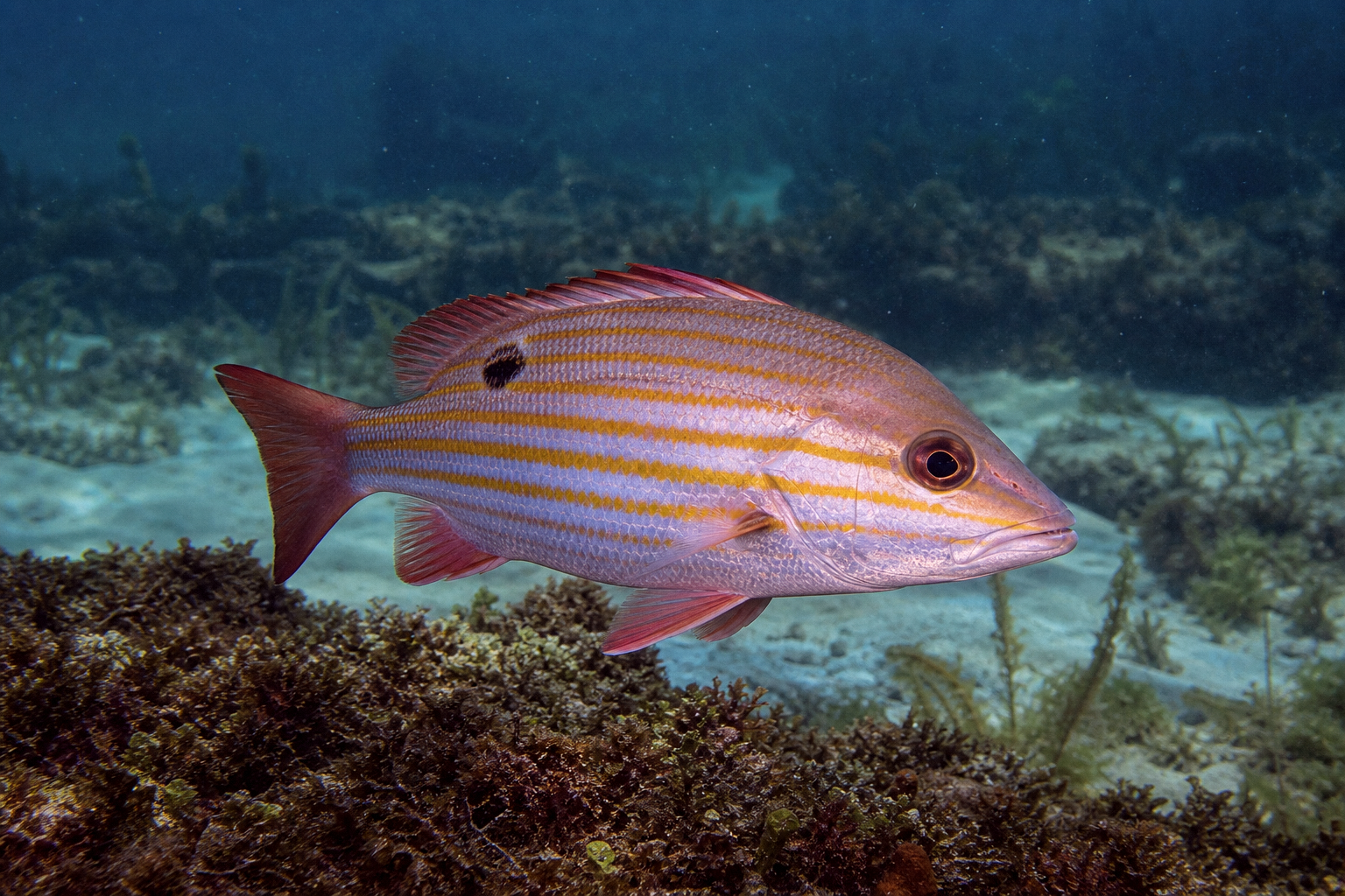 Lane Snapper