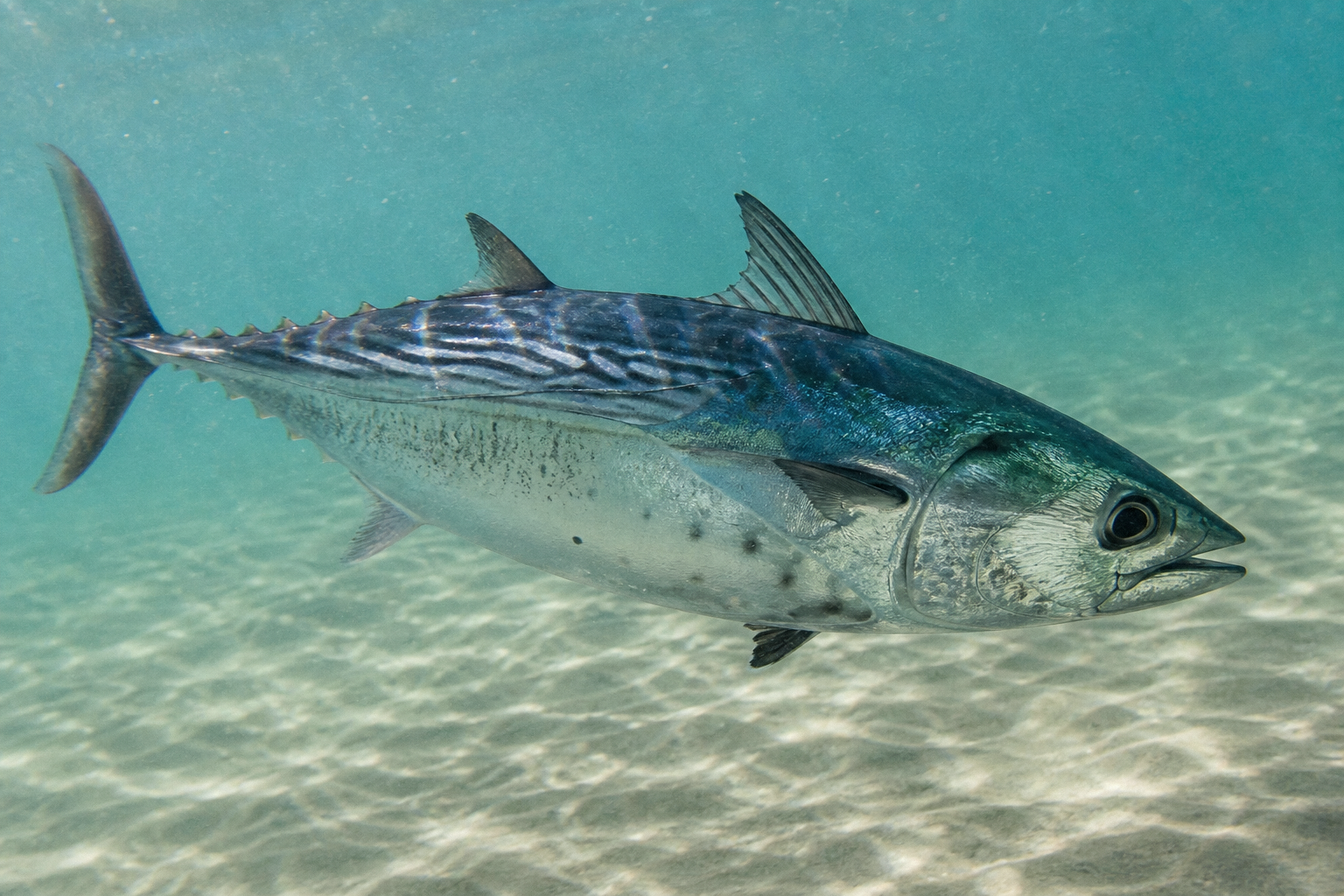 Little Tunny (False Albacore)