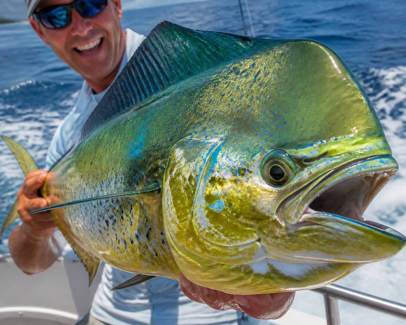 Mahi-Mahi