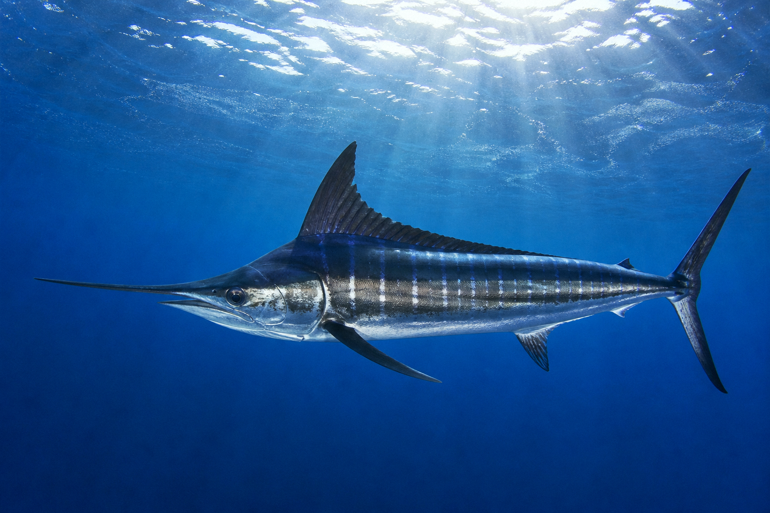 Marlin