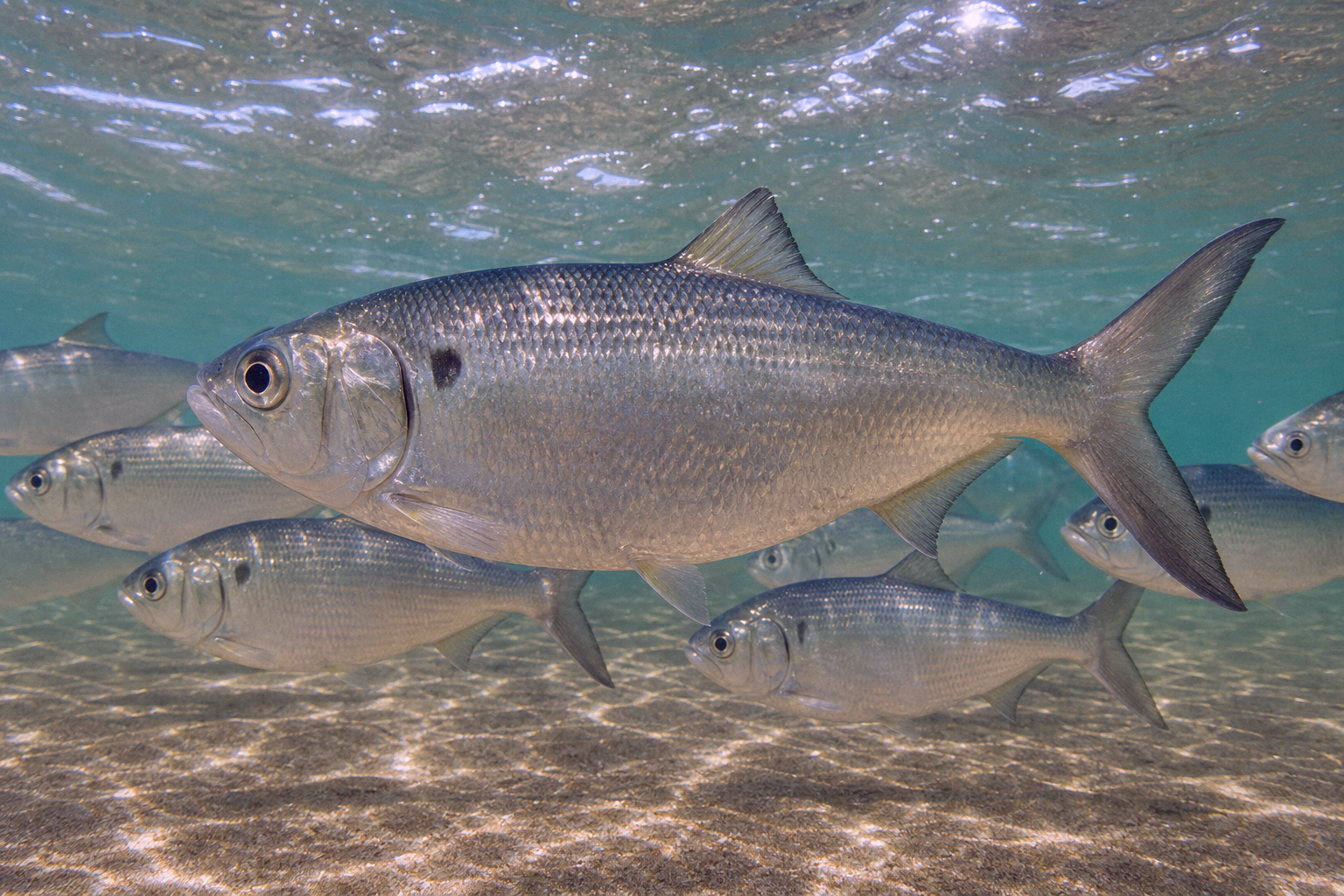 Menhaden (Pogy/Bunker)