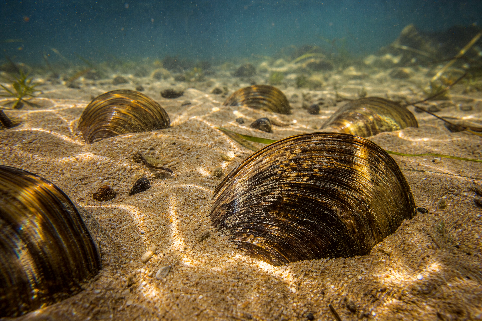 Mussels