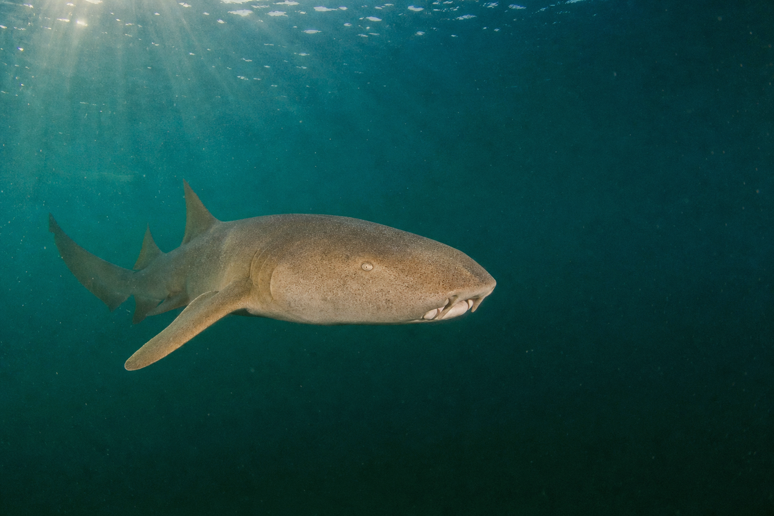 Nurse Shark