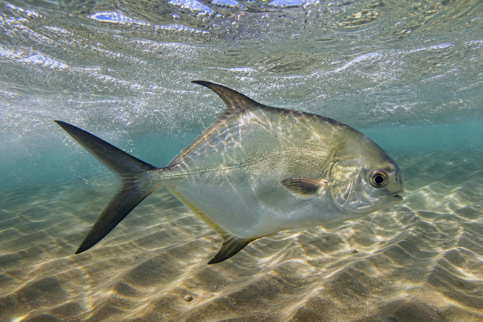 Florida Pompano