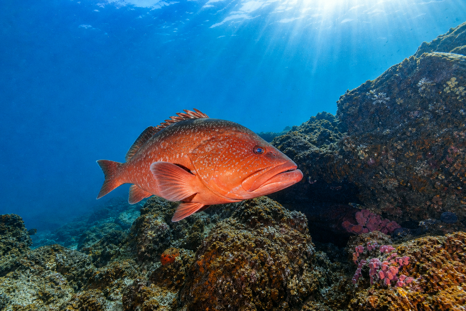 Red Grouper