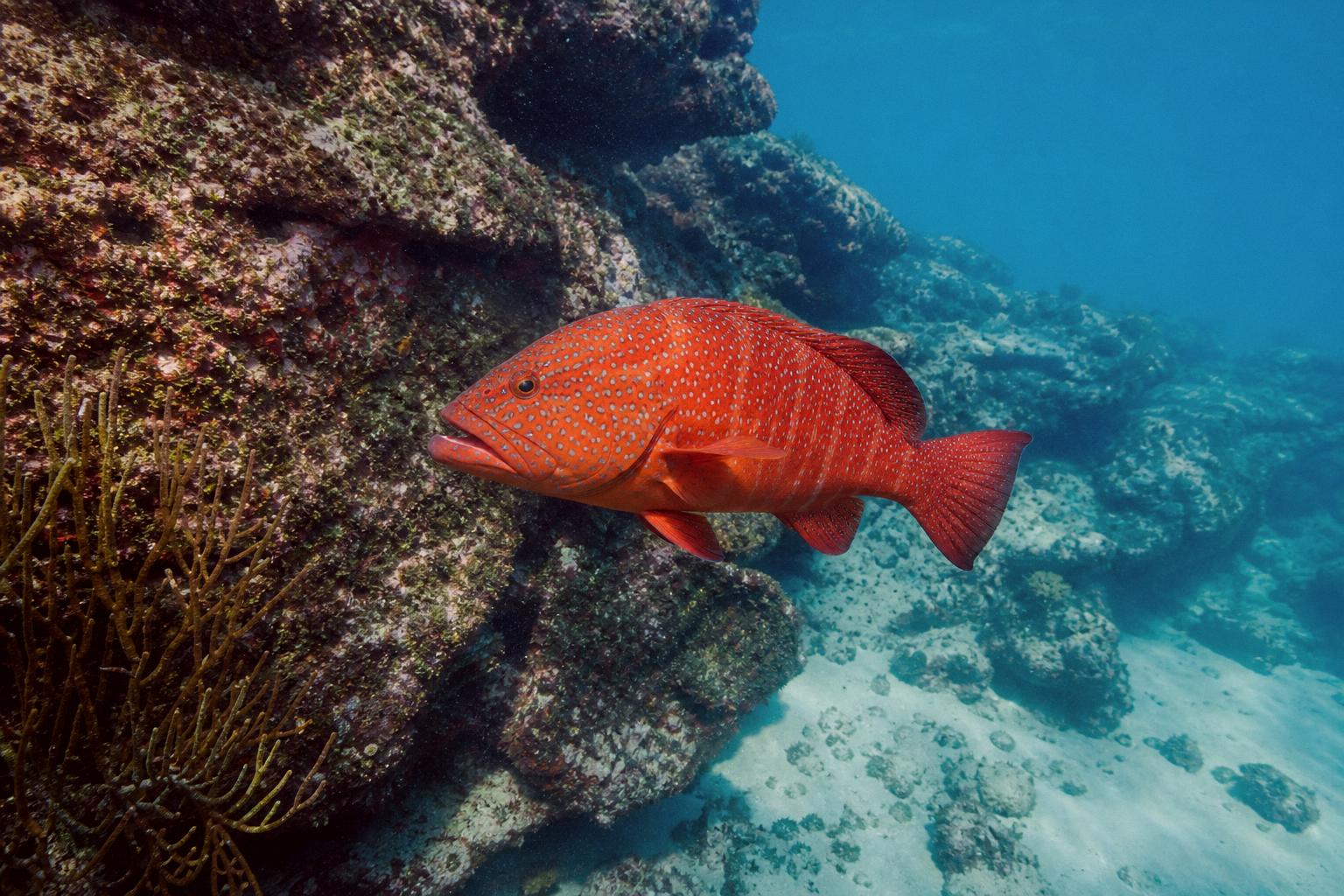 Red Hind