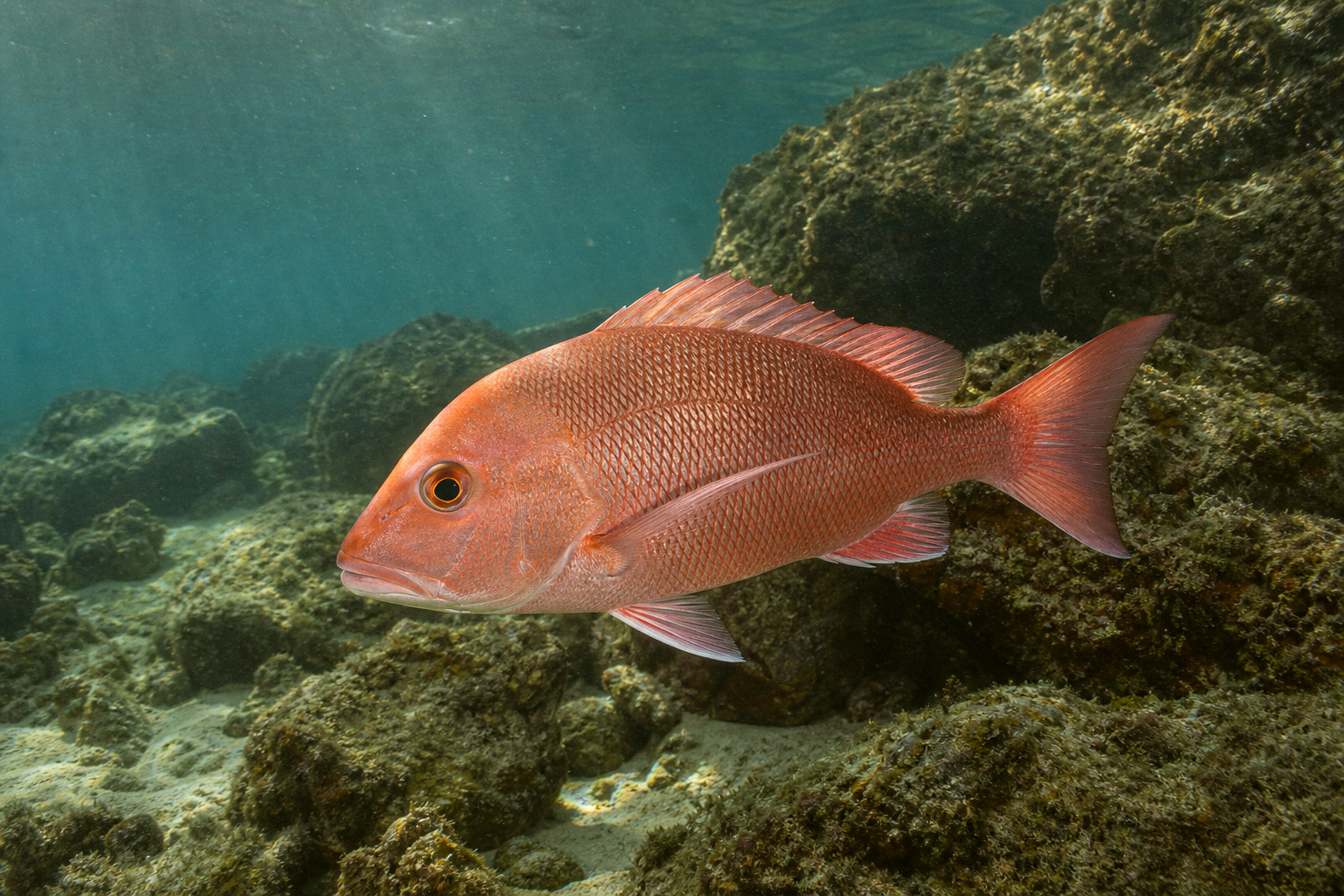 Red Porgy