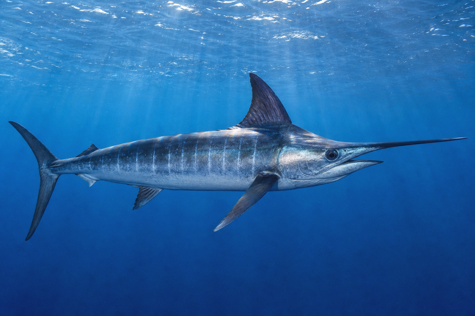 Atlantic Sailfish