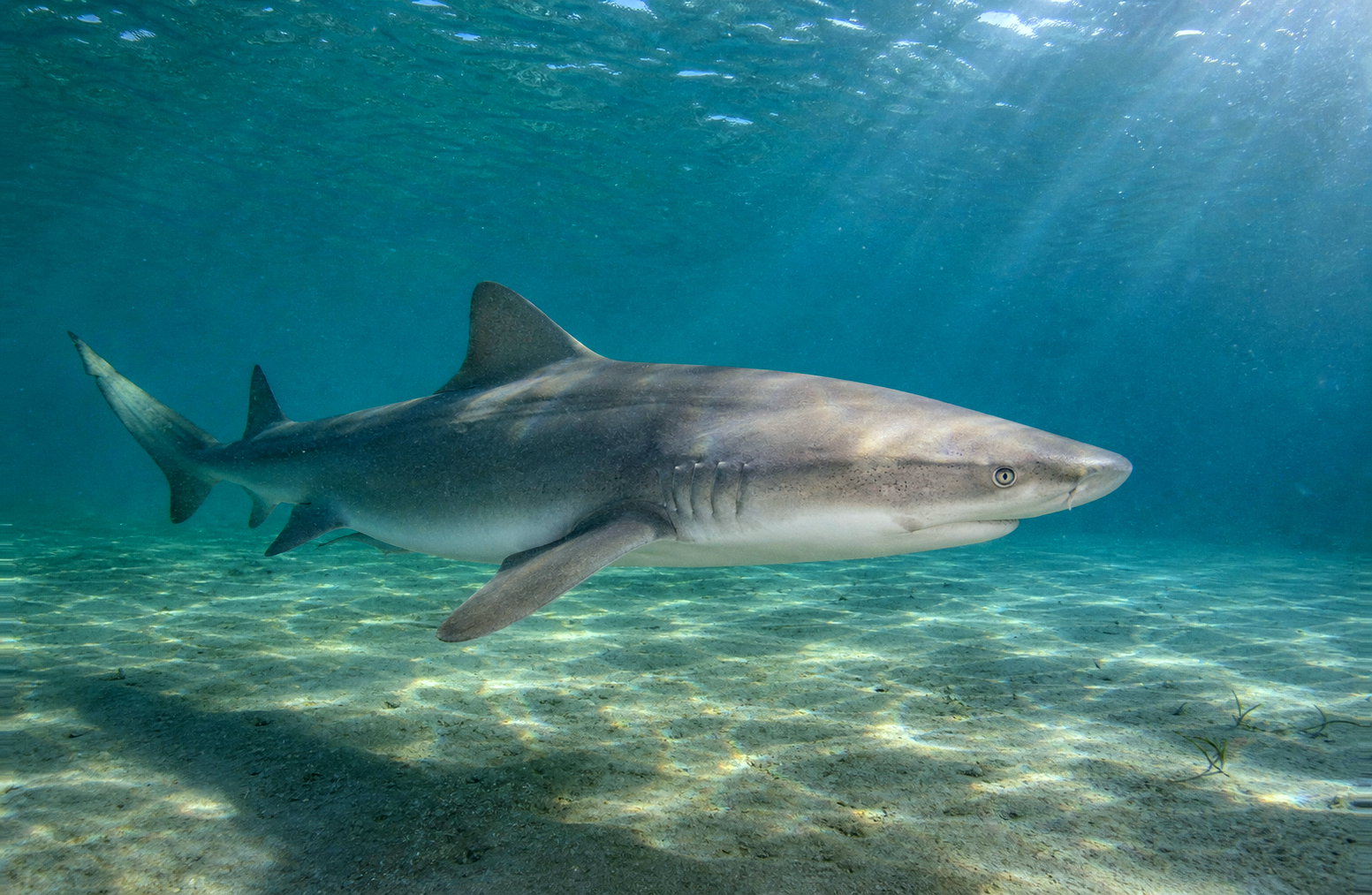 Sandbar Shark