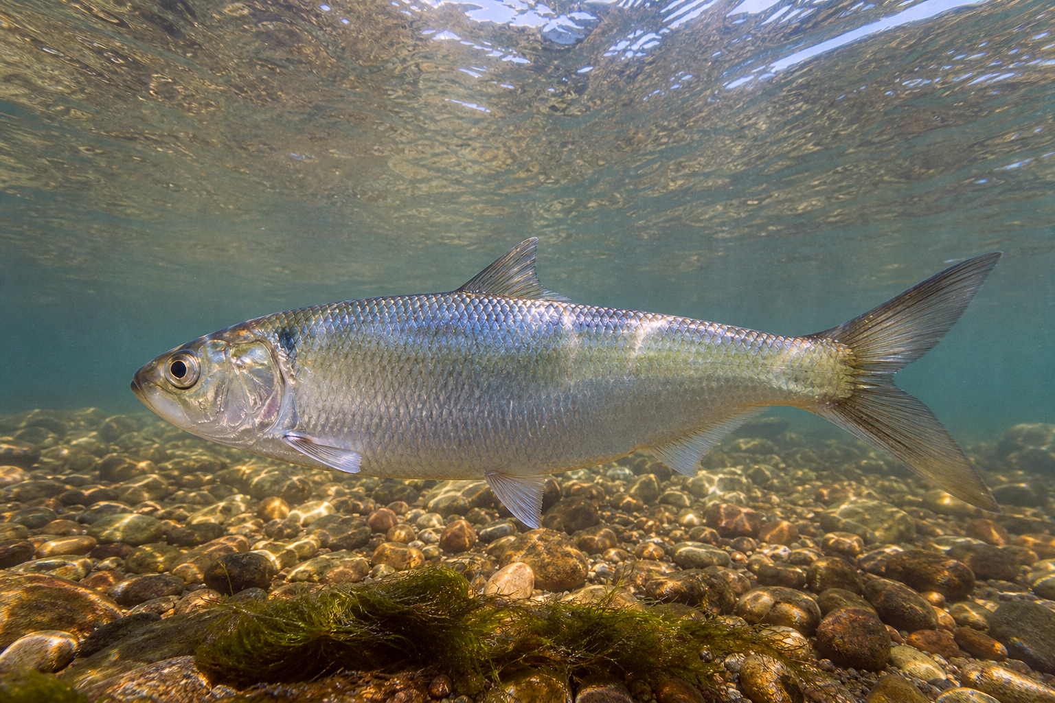 American Shad / Hickory Shad