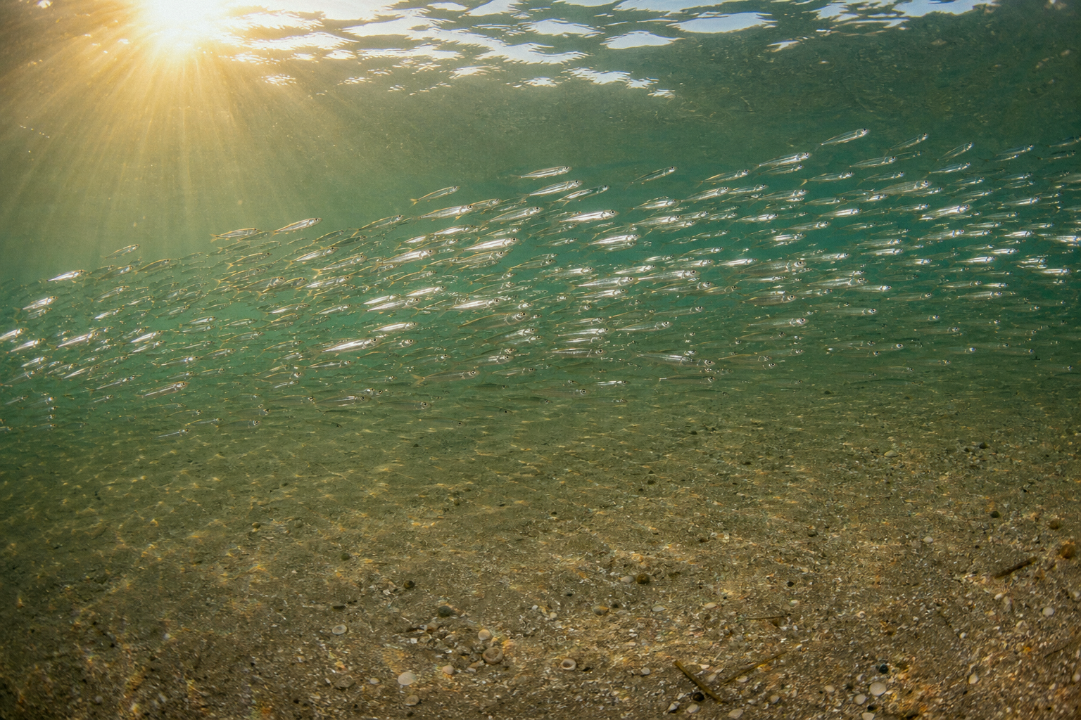 Silversides (Spearing)