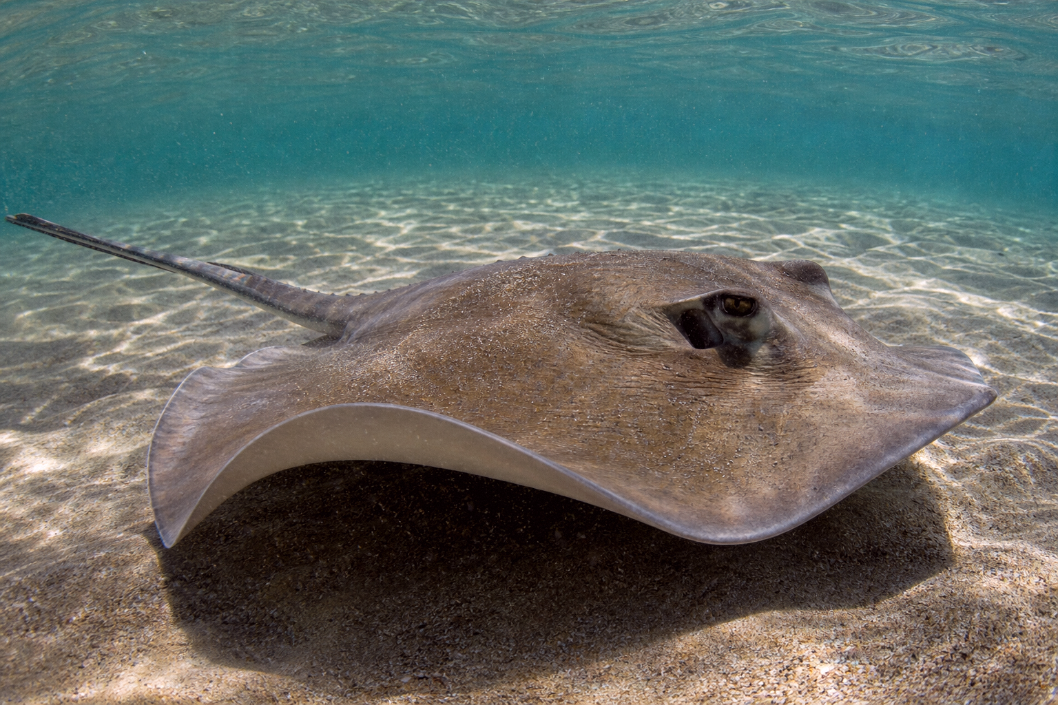 Clearnose Skate