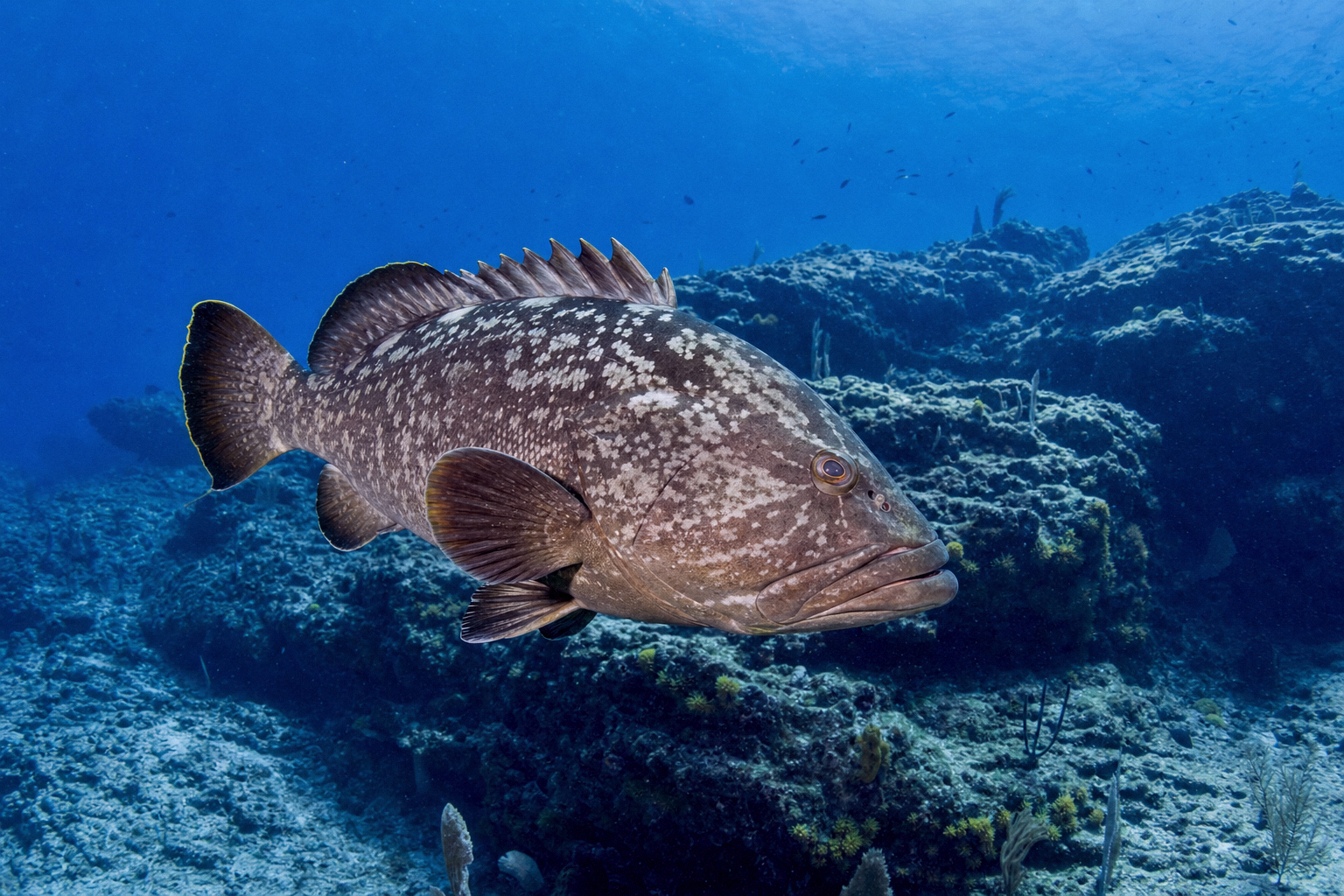 Snowy Grouper