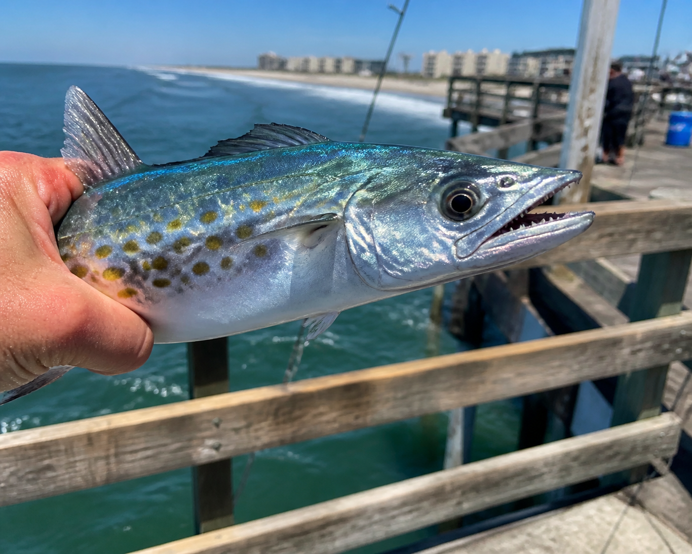 Spanish Mackerel