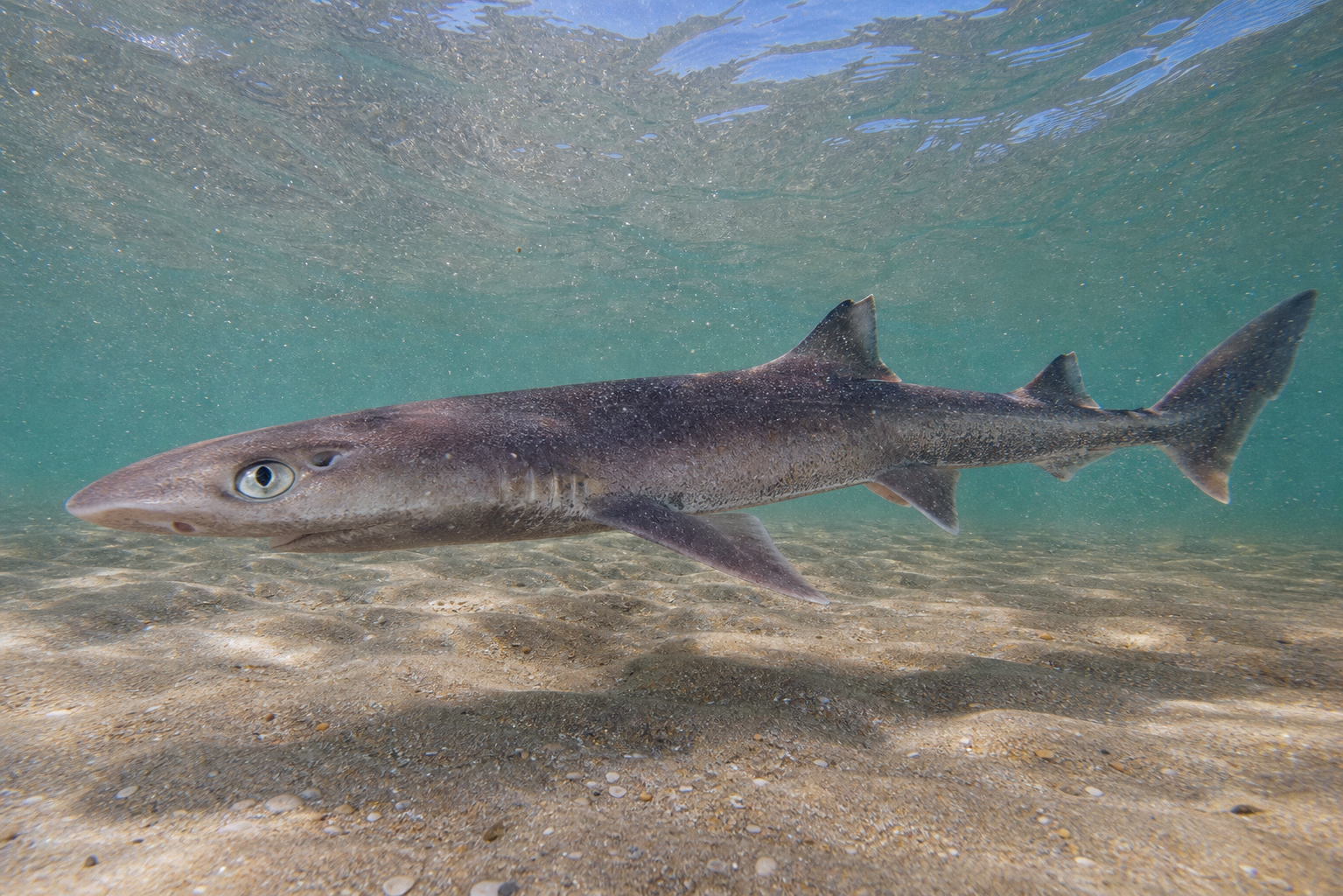 Spiny Dogfish