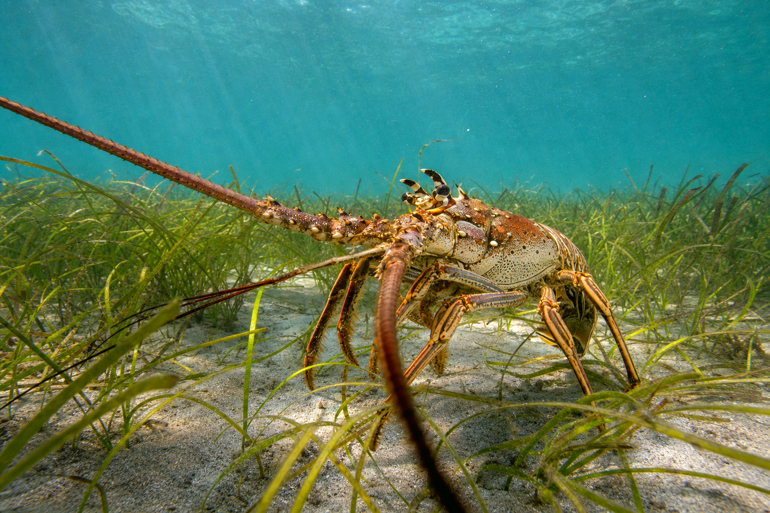Caribbean Spiny Lobster