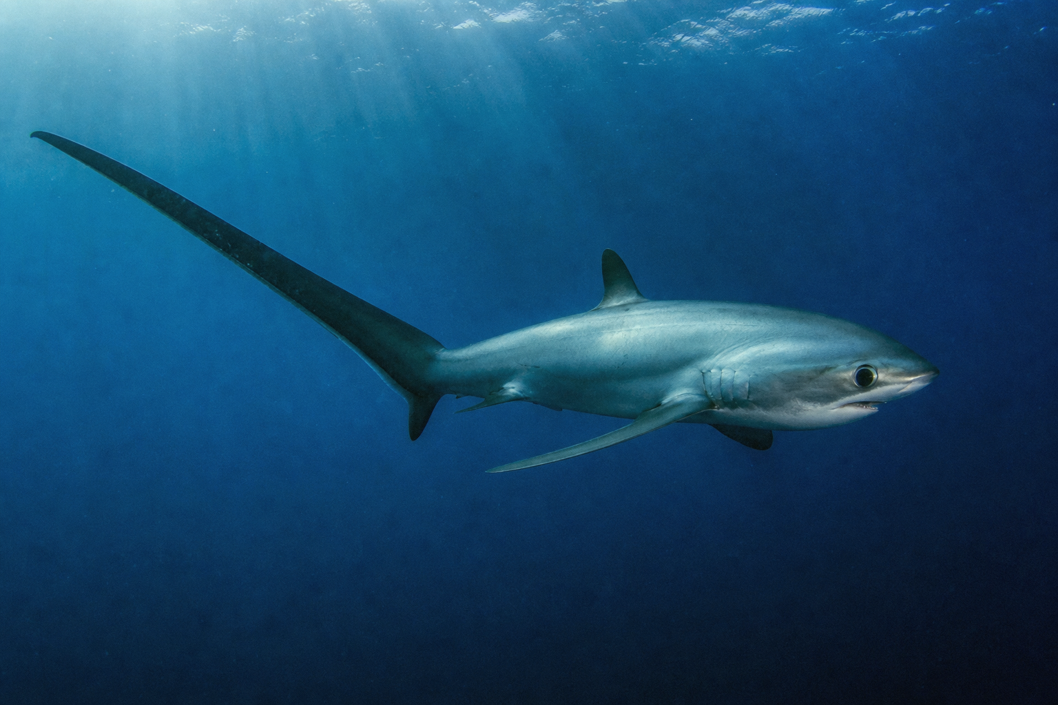 Thresher Shark