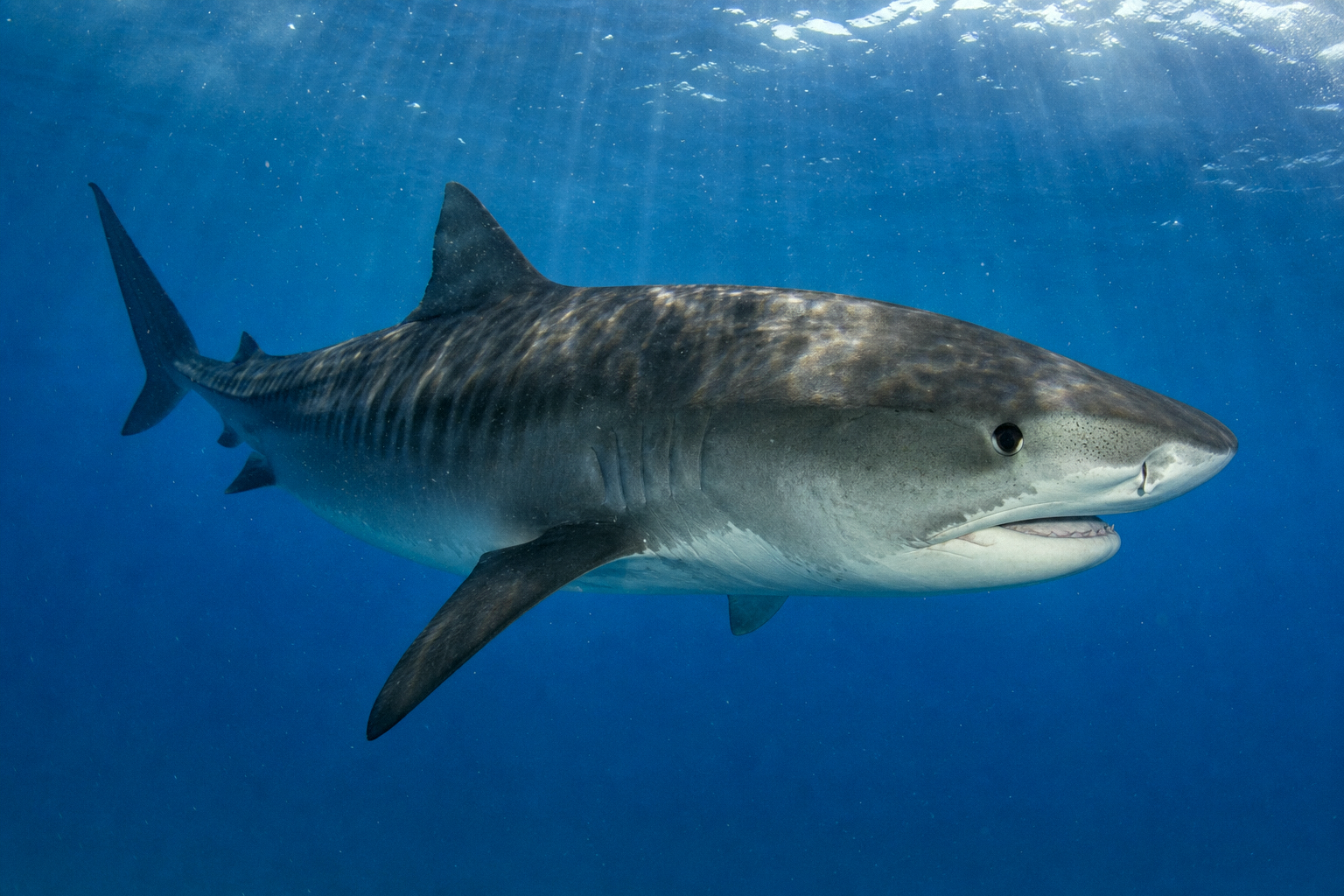 Tiger Shark