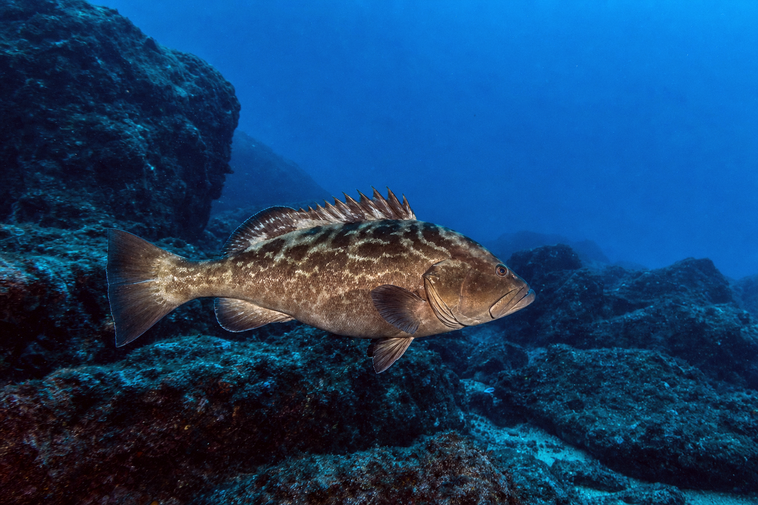 Warsaw Grouper