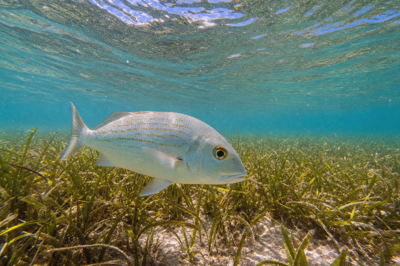 White Grunt
