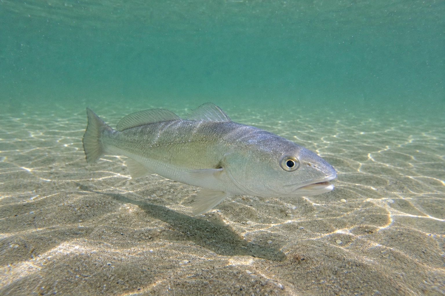 White Hake