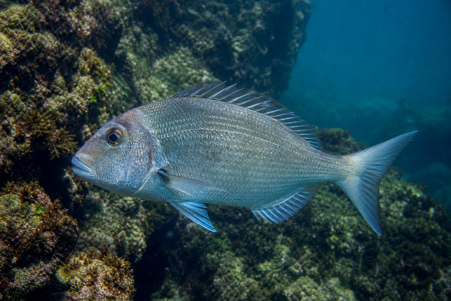 Whitebone Porgy