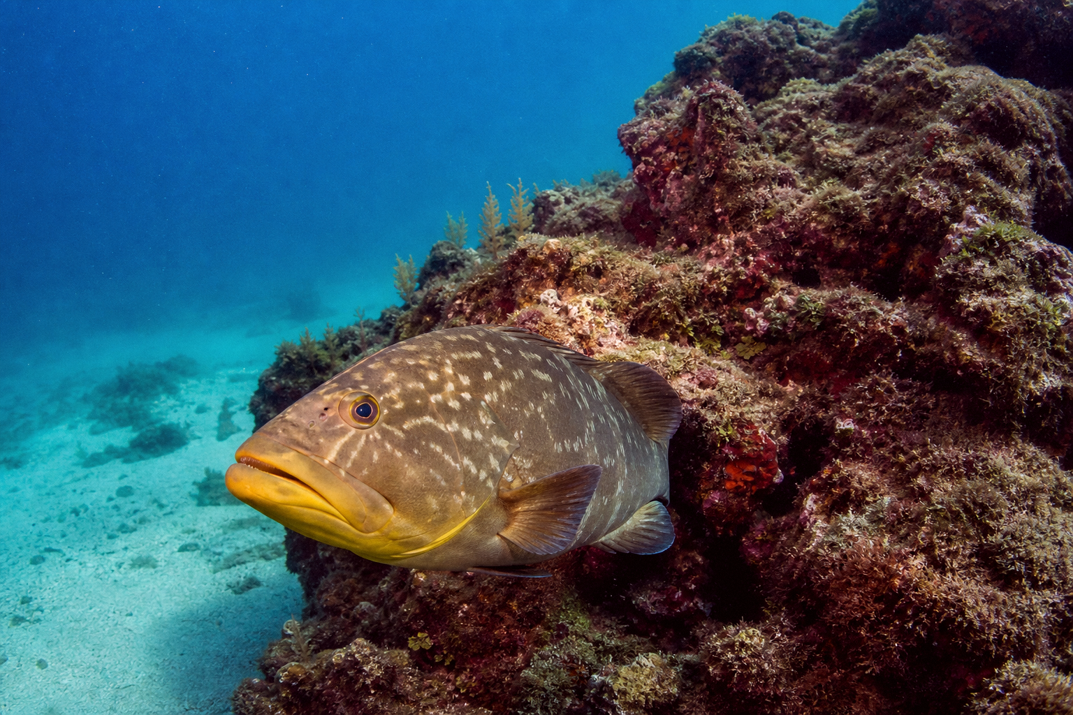 Yellowmouth Grouper